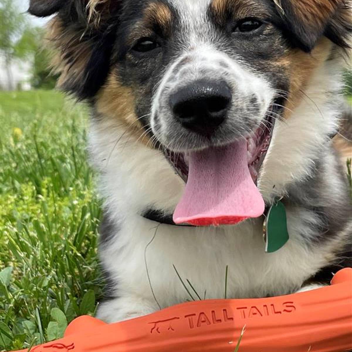 a dog laying in the grass with its tongue out