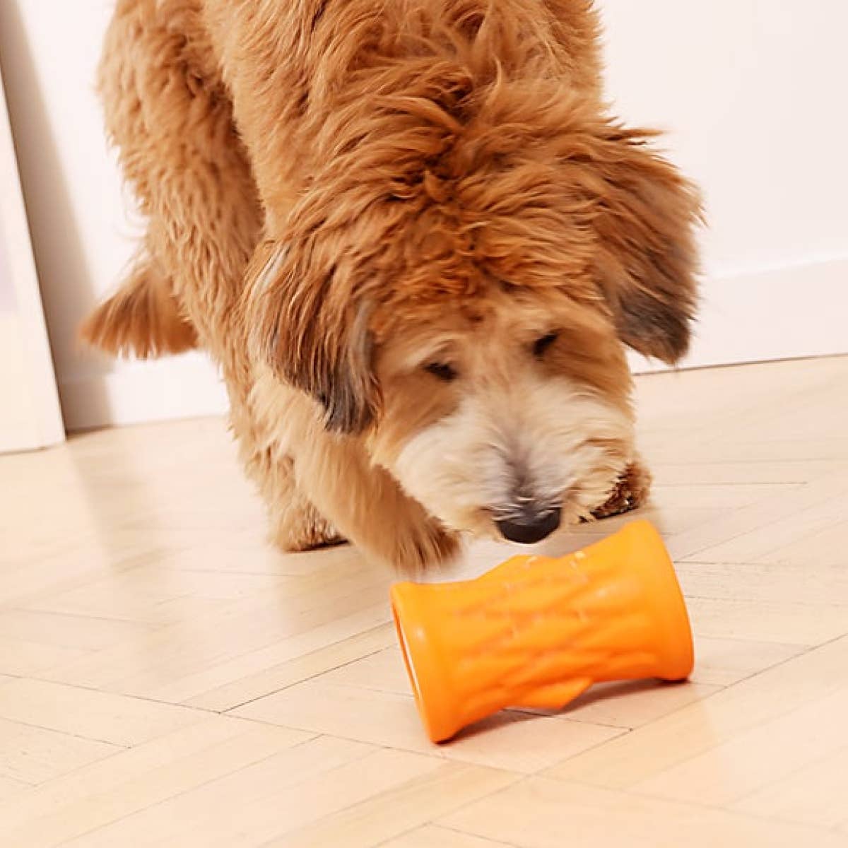 a dog is sniffing a toy on the floor