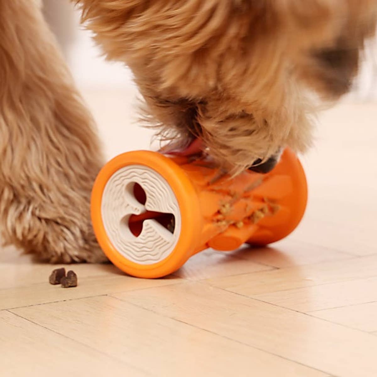 a dog is playing with a toy on the floor