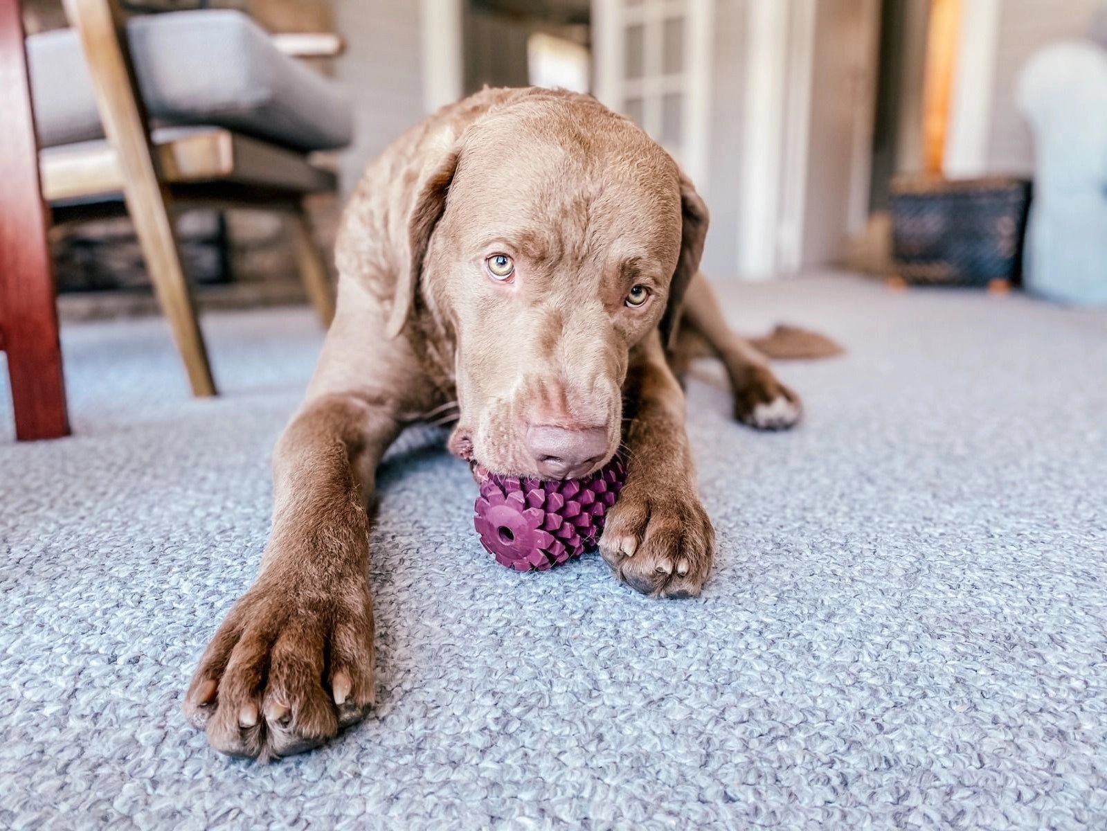 a dog laying on the floor with a toy in its mouth