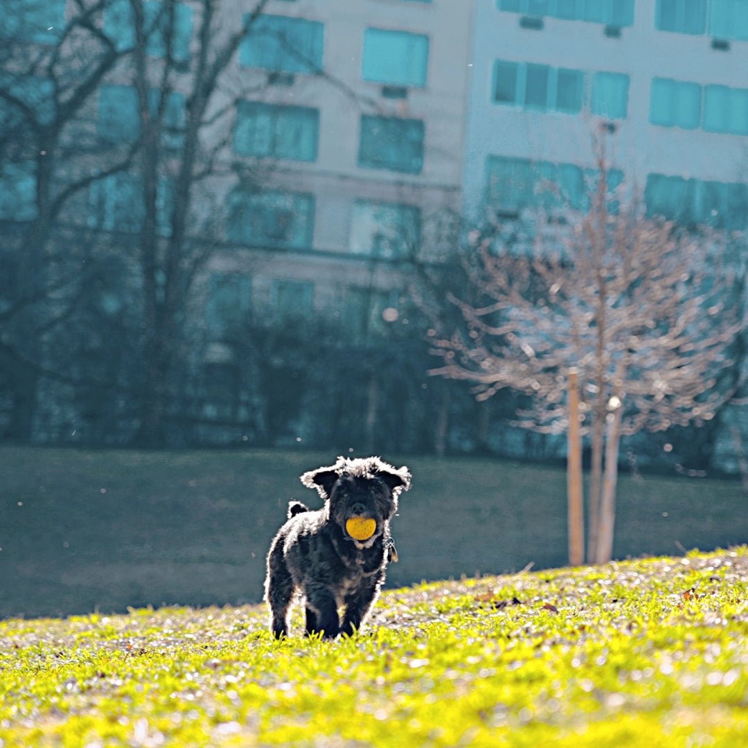 a sheep standing in a field with a building in the background