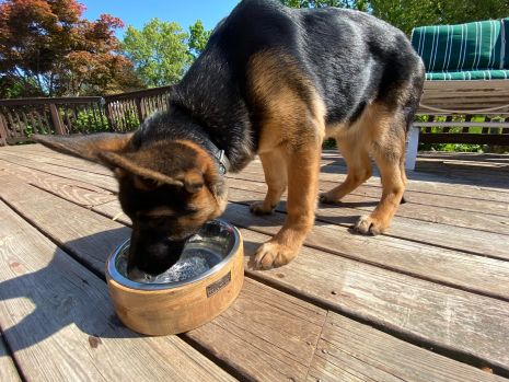 a dog eating water out of a bowl on a deck